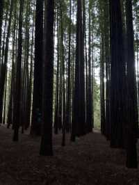 Beyond the Skyline: A Melbourne Escape Like No Other" 