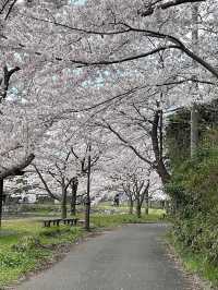 A famous cherry blossom spot that heralds spring in Akita Prefecture