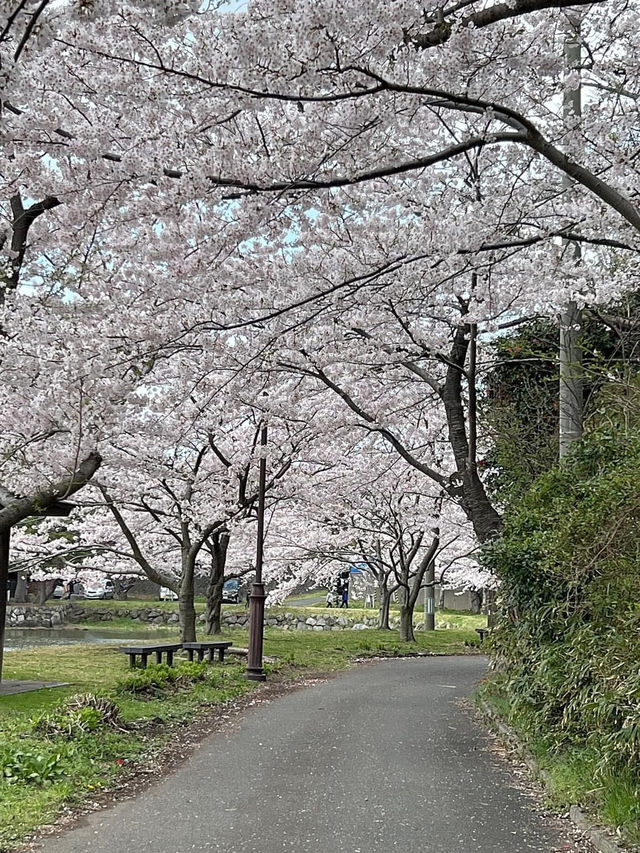 A famous cherry blossom spot that heralds spring in Akita Prefecture