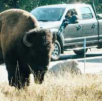 🟡 Yellowstone in a Day: Must-See Wonders of America’s First National Park