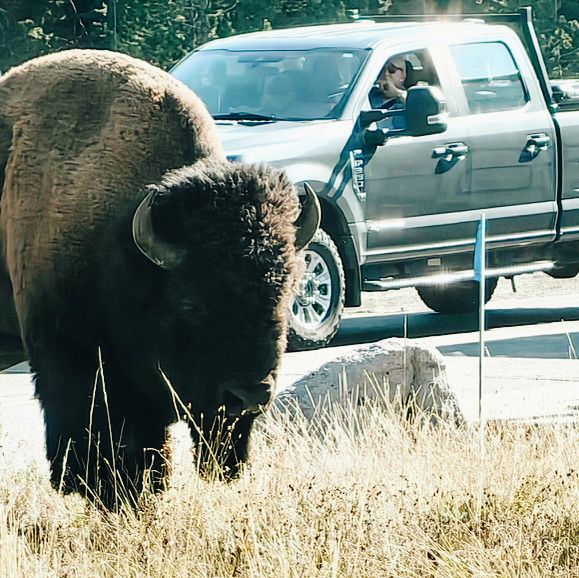 🟡 Yellowstone in a Day: Must-See Wonders of America’s First National Park