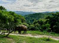 🐘 Morning Trumpets & Mud Baths – Life at Chai Lai Orchid 🌿