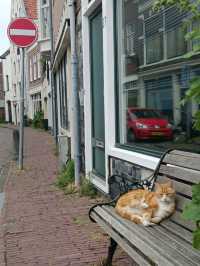 Haarlem | The Charming Dutch Escape Near Amsterdam!