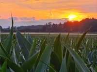 Sunset in the fields