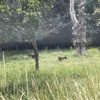 Nottingham🇬🇧Review of Wollaton Hall and Deer Park🦌🏞️