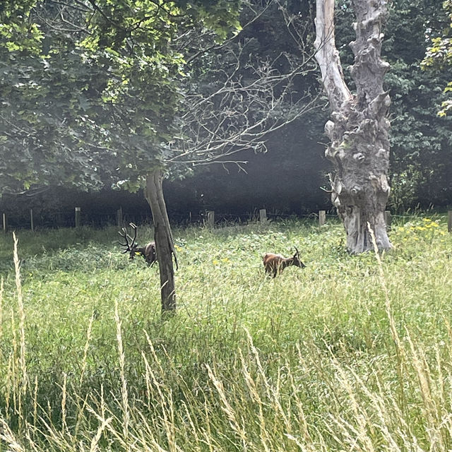 Nottingham🇬🇧Review of Wollaton Hall and Deer Park🦌🏞️