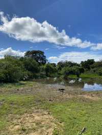 🐘 Yala National Park – A Wildlife Wonderland in Southern Sri Lanka 🌿