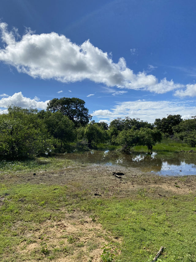 🐘 Yala National Park – A Wildlife Wonderland in Southern Sri Lanka 🌿