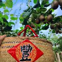 Harvesting Kiwis in Fengyu Village, Shaanxi 🍃🥝🐓