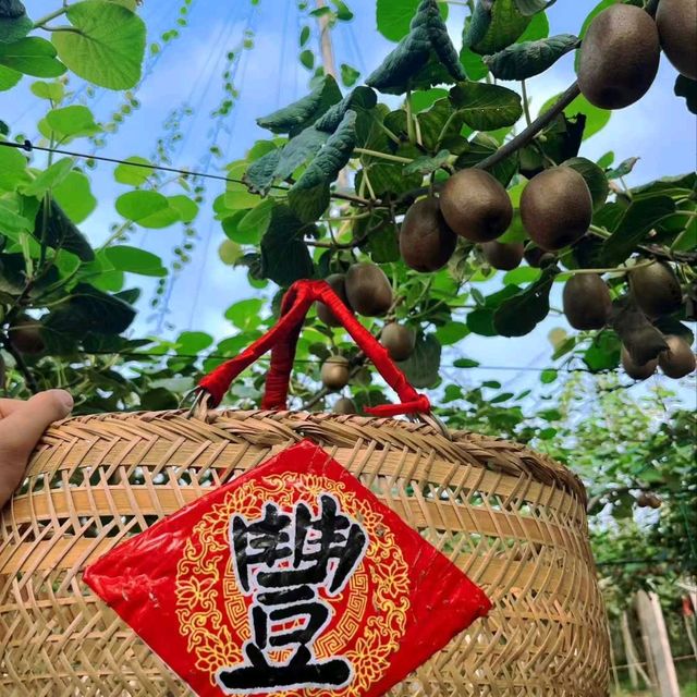 Harvesting Kiwis in Fengyu Village, Shaanxi 🍃🥝🐓