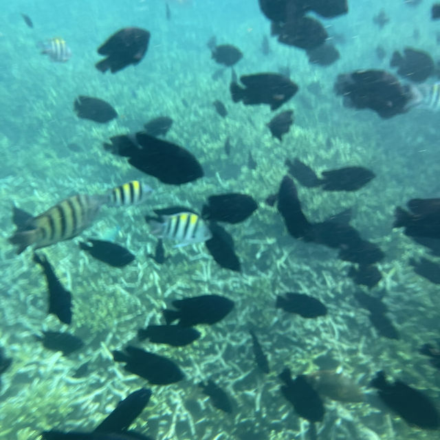 ๐ฒ๐พ Malaysia ๐๏ธ Redang Island Magic Escape ๐ ๐ฒ๐พ Malaysia ๐๏ธ Redang Island Magic Escape ๐