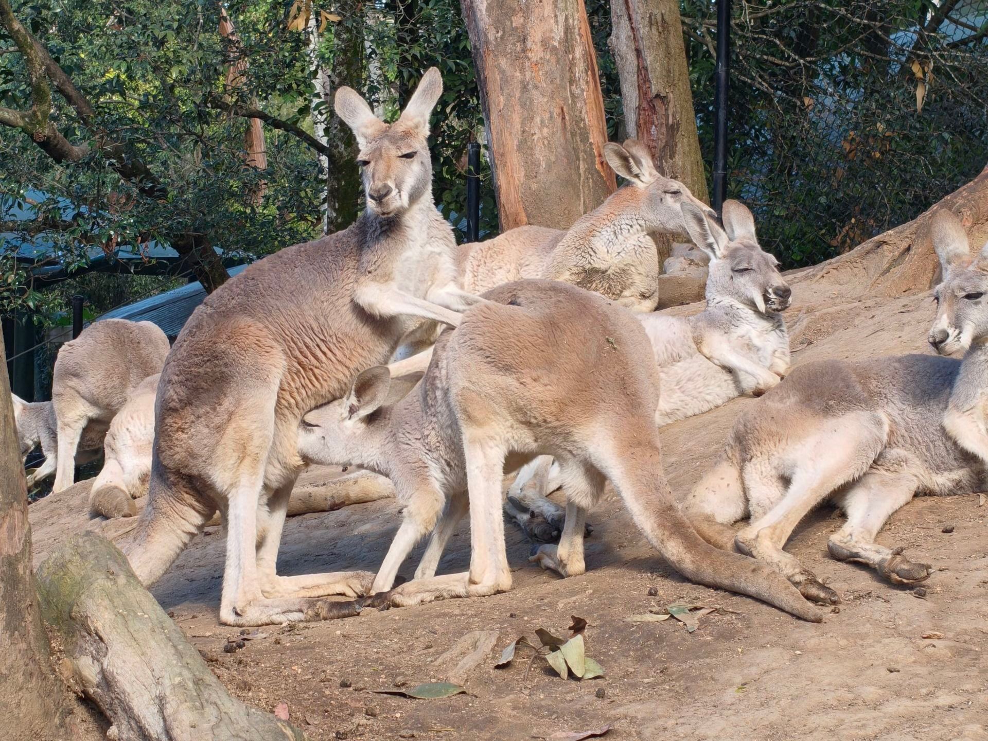 Trip.com 預訂可倫賓野生動物保護區門票——澳洲動物樂園遊玩體驗分享