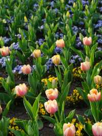 🌷Blooming tulips brighten up 