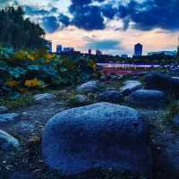 🌅🌇 Sunset Magic: Century Park in Shanghai