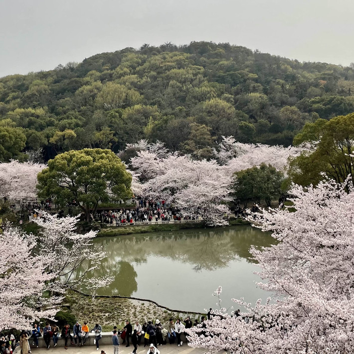 無錫・鼋头渚】日中友好の桜の名所 | Trip.com 無錫