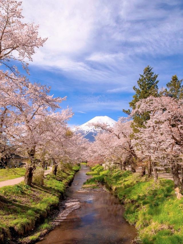 Japan's Mount Fuji 🌸 | A Collection of Cherry Blossom Viewing Spots at Mount Fuji