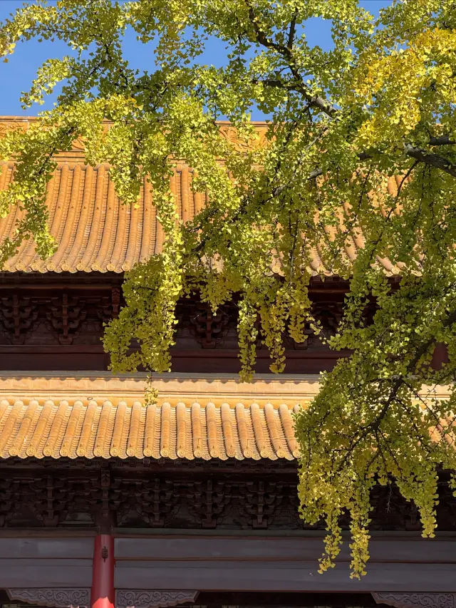 Nanjing | The ginkgo at Chaotian Palace has turned yellow! A less crowded, niche check-in spot!