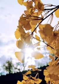 秋之金黃，北平的秋色門頭溝是真的美
