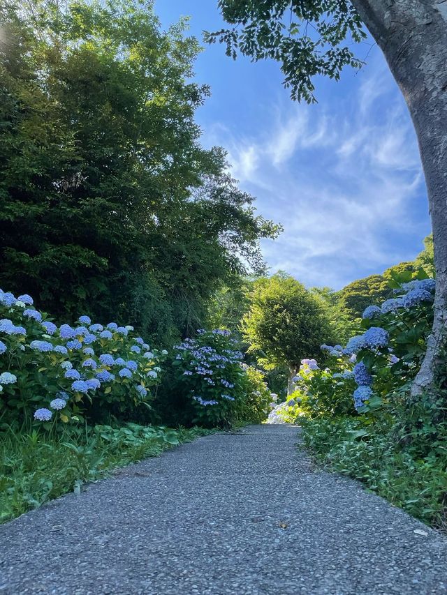 東京周邊超小眾紫陽花景點