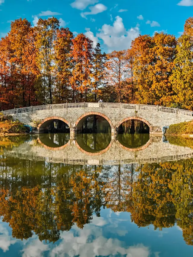 The metasequoia in the South China Botanical Garden has turned red, creating a world like an oil painting