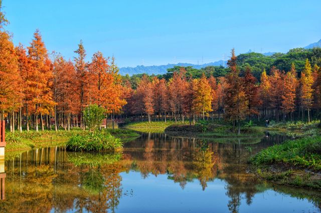 深圳紅花嶺公園落羽杉探秘