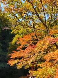 本溪盤錦紅海灘國家風景廊道之行