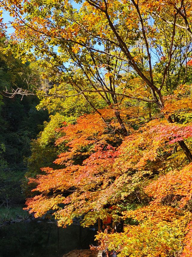 本溪盤錦紅海灘國家風景廊道之行