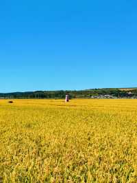 真正的小眾景點/景色不輸桂林——延邊光東村稻田