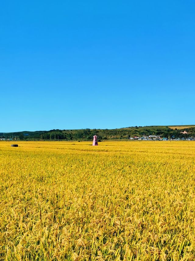 真正的小眾景點/景色不輸桂林——延邊光東村稻田