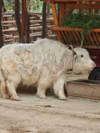 超治癒的動物園之行