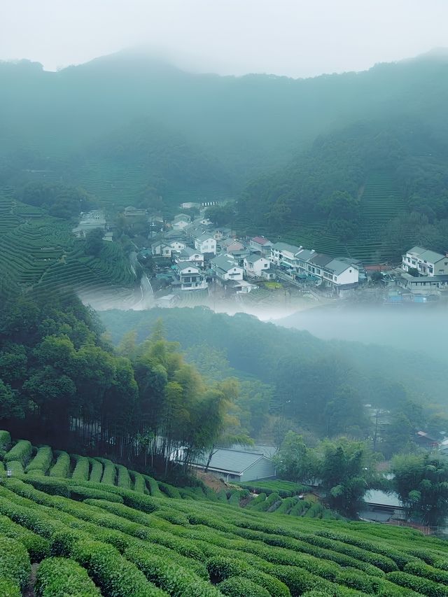 3月的龍井村，是真正的仙境