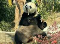 在武漢·武漢動物園新手入園攻