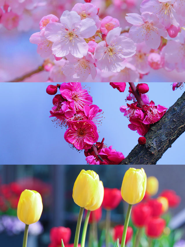 上海的春色，植物園佔一半