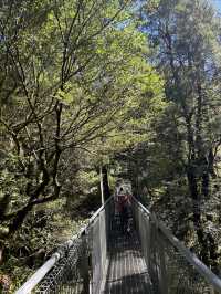 第一次樹頂漫步—Otway treetop walk