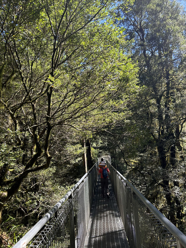 第一次樹頂漫步—Otway treetop walk