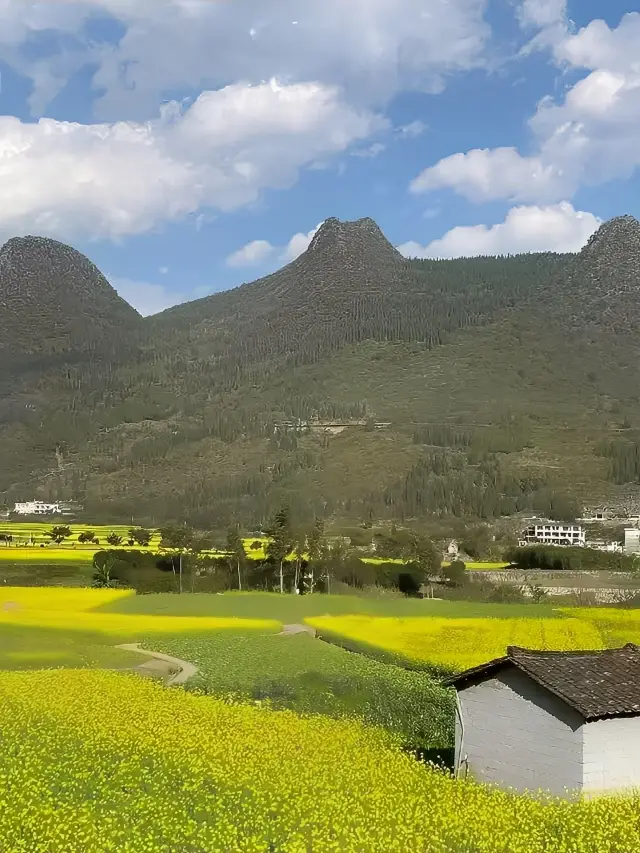 Xingyi | Come to Wanfenglin to see the rapeseed flowers