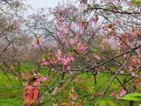 3月到天适櫻花悠樂園看花