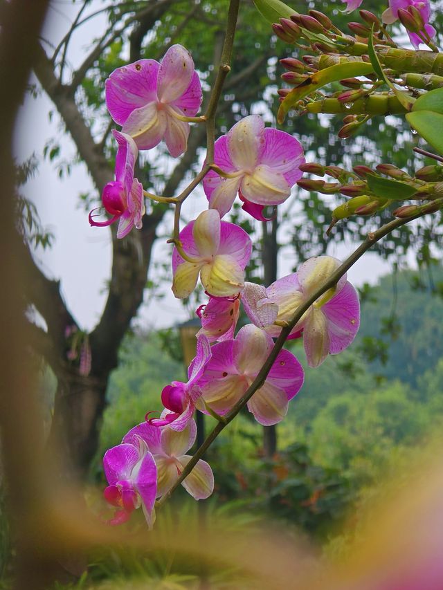 東莞春季賞花地圖