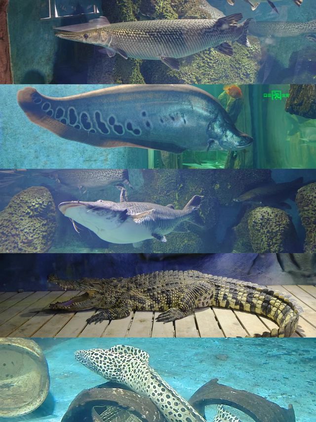 觀瀾山水田園，釣魚溫泉遊玩一站式服務