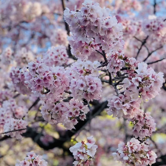 打卡日本東睿山櫻花啦