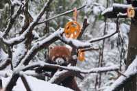 成都｜熊猫和雪景不期而遇，熊猫研究基地都江堰分中心