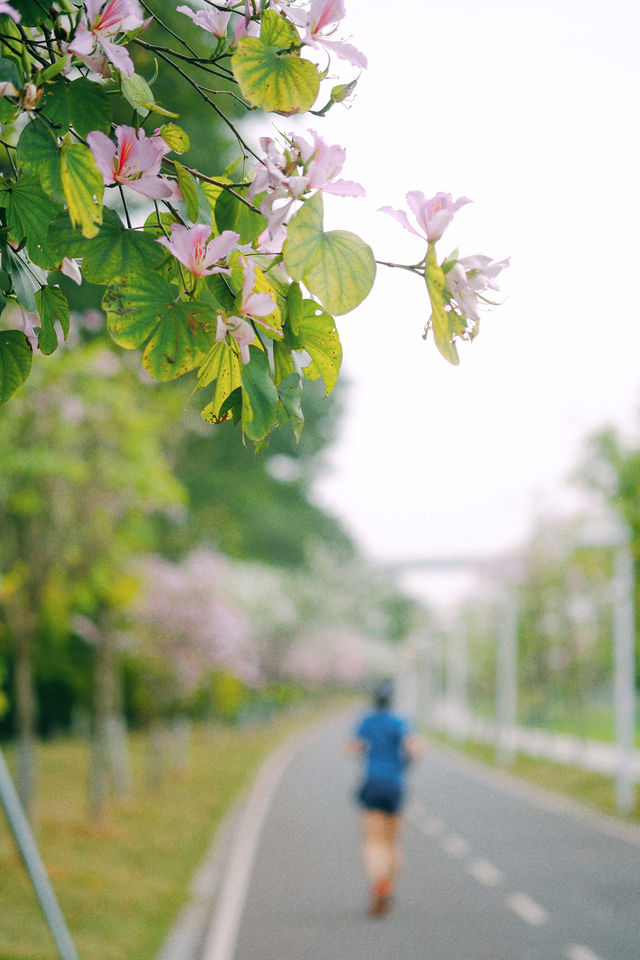 春遊記｜花開實況！大學城賞花踏青遛娃露營