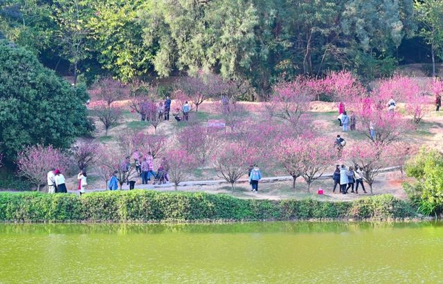 春日盛宴：佛山南國桃花谷與你相約在春天