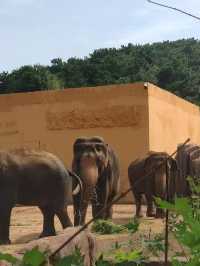 沈陽|森林動物園週末一定要來哦