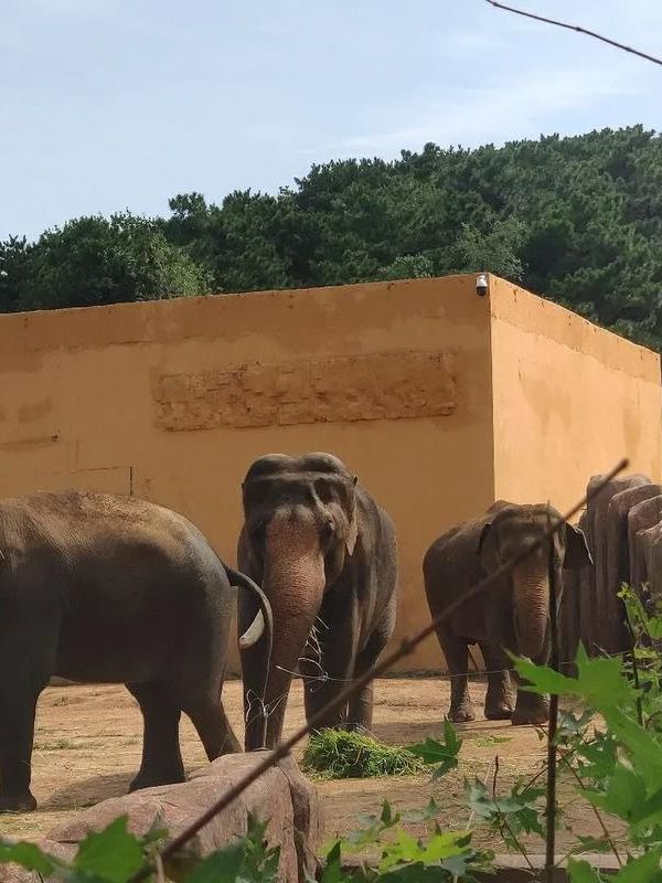 沈陽|森林動物園週末一定要來哦