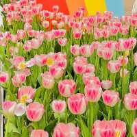 鄭州人民公園賞花——在春天感受美好
