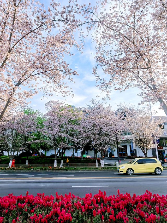 千島湖畔陽光路，春和景明，櫻花浪漫