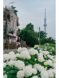 東京免費最美紫陽花觀賞地原來在這裡！