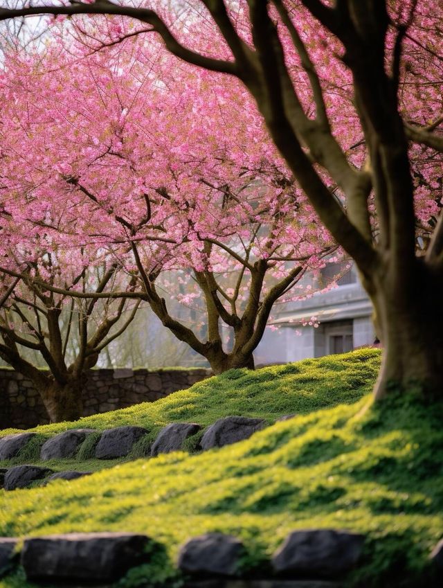 福建｜永福櫻花茶園｜春和景明超浪漫