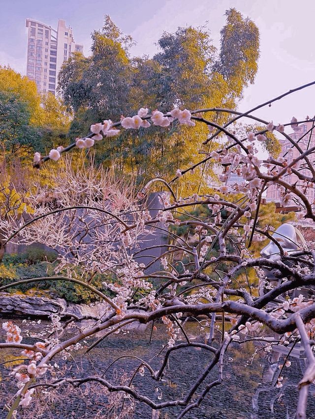 三月魔都梅花盛宴，錯過等一年！